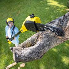 Best Lawn Renovation and Restoration  in Burnt Store Marina, FL